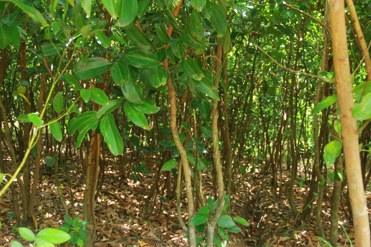 Villa Mirissa Eco Hills Esterno foto